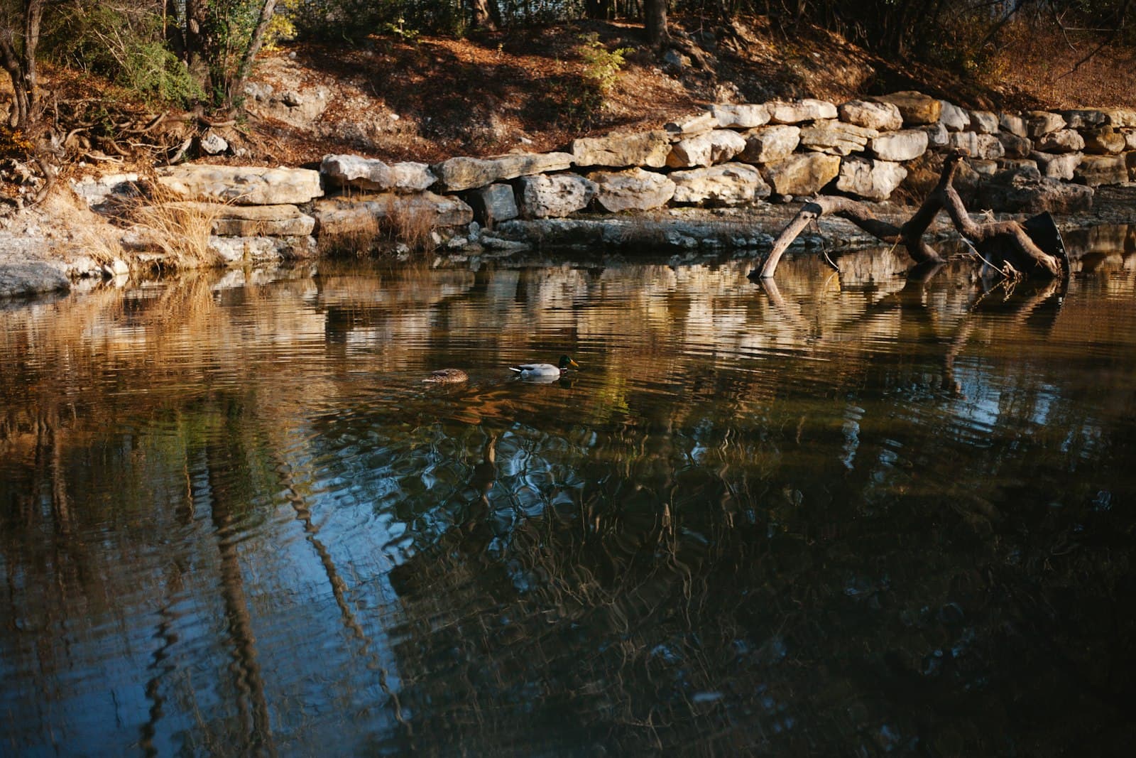A clear spring-fed swimming hole ringed by limestone and cypress, Central Texas.