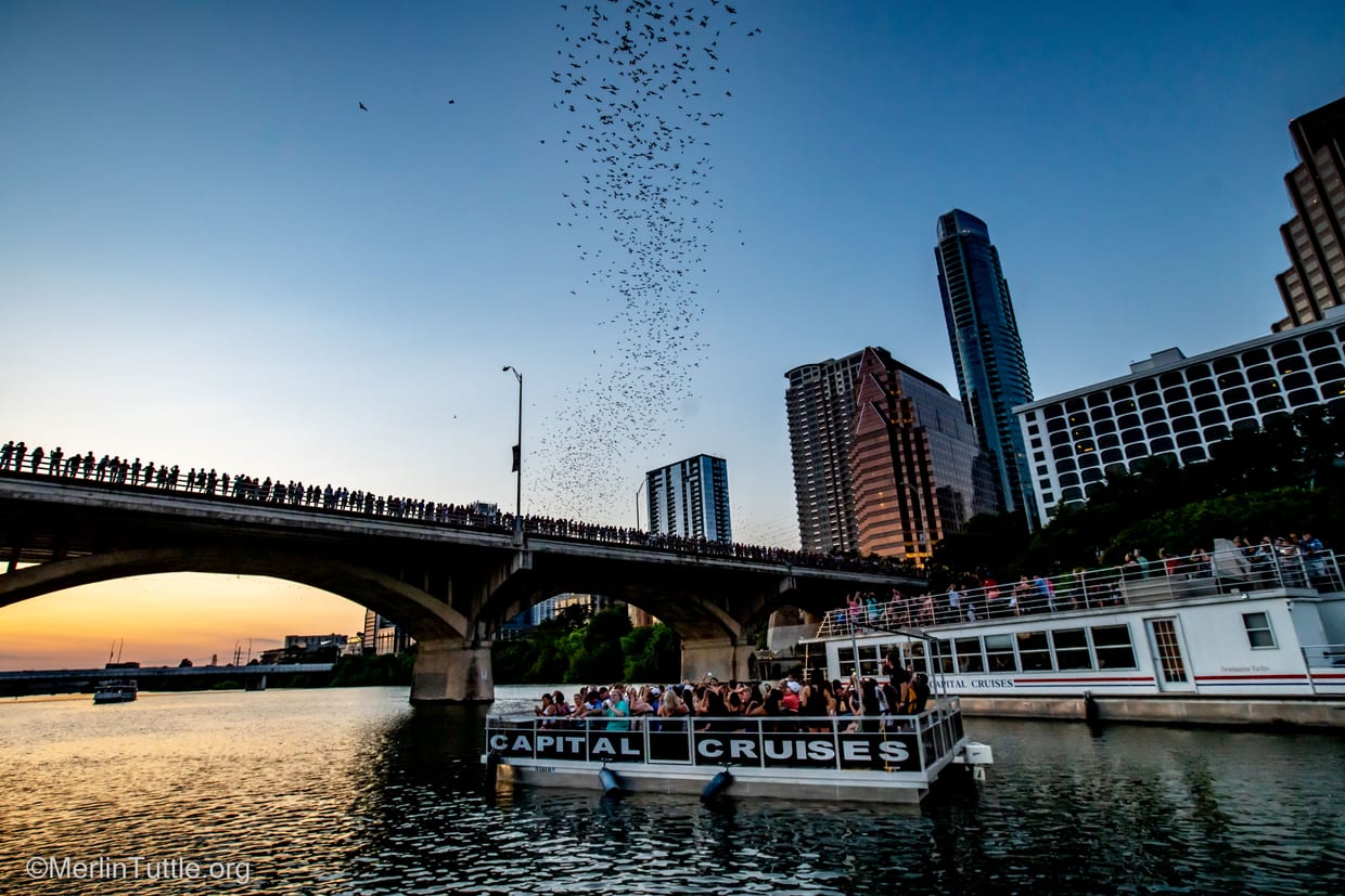 Bats streaming out from under the Congress Avenue Bridge at sunset over a Capital Cruises boat full of passengers, the downtown skyline behind.